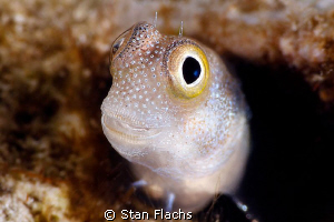 Smiling little blenny by Stan Flachs 